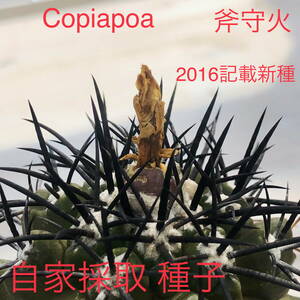 ⑧ 自家採取種子 10粒 Copiapoa fusca JN1912 コピアポア フスカ 斧守火 新種2016記載 検索 @Leafy works 黒王丸