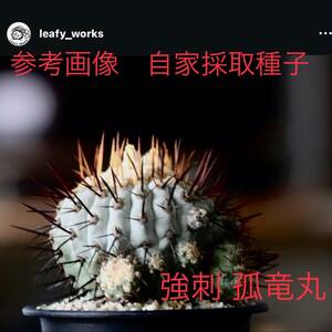 13 自家採取種子 10粒 強刺 孤竜丸 Copiapoa cinerea var.columna-alba 検索 @Leafy works 黒王丸