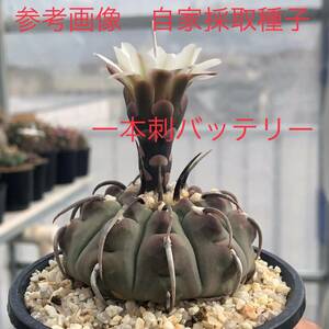 4３ 自家採取種子 20粒 一本刺バッテリー Gymnocalycium vatteri 検索 @Leafy works ギムノカリキウム