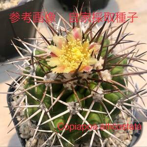 22 自家採取種子 10粒 コピアポア アルチコスタータ Copiapoa alticostata 検索 @Leafy works 黒王丸