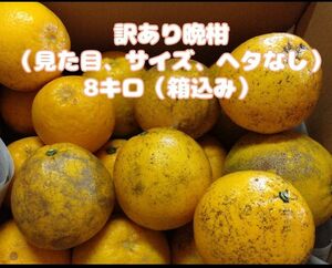 訳あり　木成り晩柑　8キロ