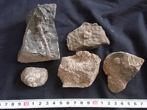 日本の化石　ヤッチャギア、巻貝、ベレロフォン、腕足類、デンタリュウム　9804UDY１
