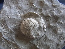 日本の化石　ヤッチャギア、巻貝、ベレロフォン、腕足類、デンタリュウム　9804UDY１_画像5