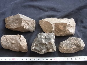 日本の化石　ヤッチャギア、マーチソニア、ベレロフォン、腕足類　9805RY１