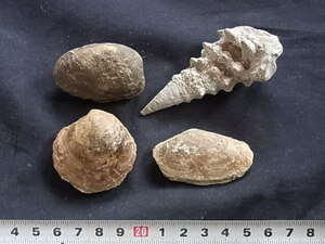 日本の化石　ビカリア、イソミノシジミ、シクリナ、フナガタガイ　9324RA