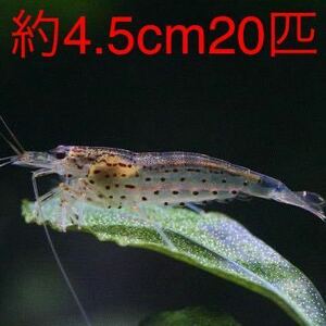 [ river sea .] approximately 4.5cm20 pcs Yamato freshwater prawn * Hokkaido * Okinawa to shipping is pause among .*