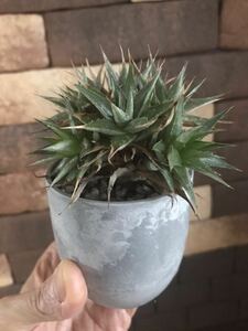  Daewoo terrorism KONI asp. |Deuterocohnia sp. succulent plant bromeliad 