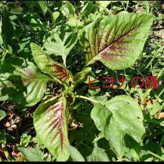 希少　（ヒユ）菜（Amaranthus tricolor）種70粒