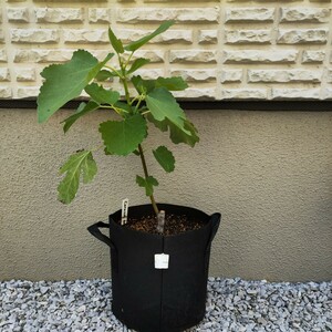 The Fig Hunterichi axis [Corazon de la Bahia]ichi axis sapling *.. tree *. tree *The Fig Hunter Website regarding Top5 Best tastingichi axis 