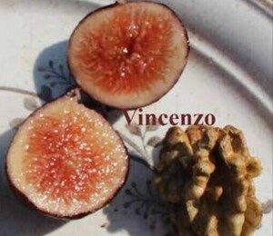  little translation have ②[Vincenzo]( vi n changer tso)re aichi axis 2 year raw large seedling * abroad nursery import . tree use sapling * seedling *.. tree *. tree 