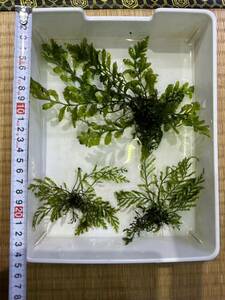 bo ruby tisginiahyutiroti Anubias coin leaf underwater leaf .. water plants set 