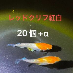 レッドクリフ紅白 有精卵20個+α めだか アマテラス