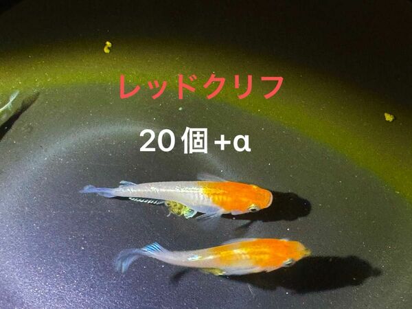 レッドクリフ 紅白 有精卵20個+α めだか アマテラス エンペラー メダカ