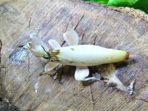 ♀単品・ハナカマキリ/ランカマキリ成虫　　成虫♀単品・WD・大人気!昆虫販売アリスト