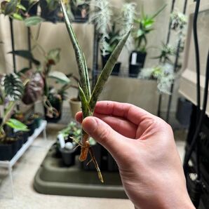 サンセベリア グラシリス Sansevieria gracilis ② プレステラ120鉢植え