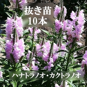 ハナトラノオ（カクトラノオ）　抜き苗10芽＋数本　　大苗（30cm～35cm）　宿根草