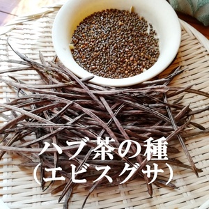 春まきの種　「ハブ茶・エビスグサ」50粒　一年草