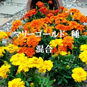 春まき花の種　マリーゴールド・フレンチタイプ　3色混合50粒　一年草