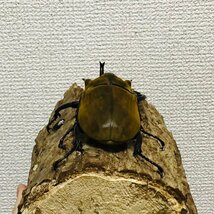 イイジマゾウカブト　エレファスゾウカブト(イイジマタイプ) 成虫オス単品100mm_画像4