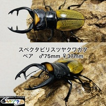 スペクタビリスツヤクワガタ　ペア　♂75mm♀37mm 野外採集品_画像1