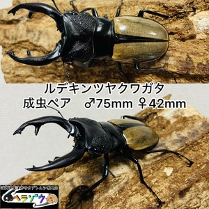 ルデキンツヤクワガタ　ペア　♂75mm♀42mm 野外採集品