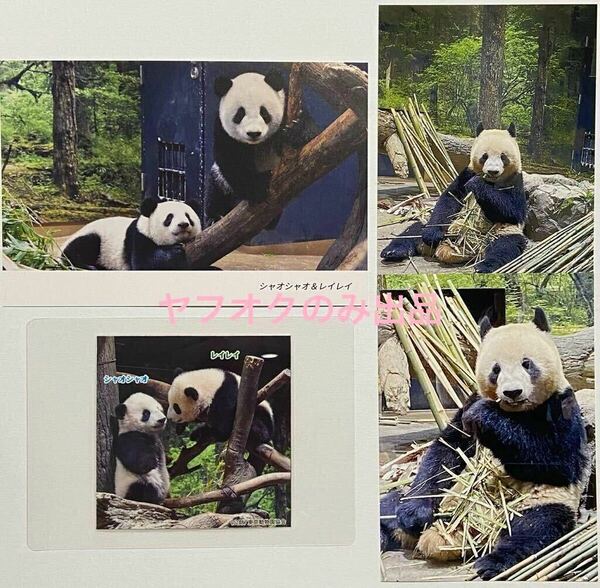 シャオシャオ＆レイレイ ポストカード 販売終了上野動物園 公式フォトグッズ 公式写真 ／ジャイアントパンダ 切り抜き 写真 シャンシャン 