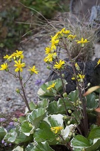 山野草　斑入りツワブキ（浮雲錦）苗