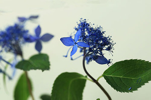  fields and mountains grass hydrangea serrata ... . seedling (2)