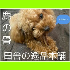 ★ワンちゃんのストレス発散に★鹿の骨 犬用 ガム 100g以上 小型犬〜中型犬用の画像5