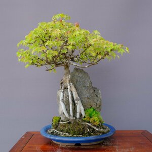 ( stock ) one .. maple large goods bonsai |..50 year stone table pot . flower celebration Japanese black pin . leaf pine genuine Kashiwa maple plum Rhododendron indicum zelkova plant orchid present birthday 