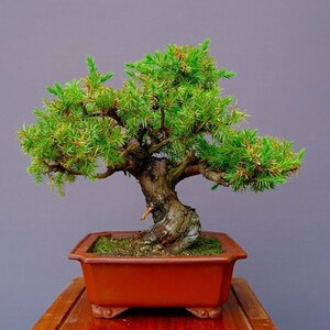 ( АО ) один ... сосна shohin bonsai |..50 год камень стол горшок . цветок праздник сосна Тунберга . лист сосна подлинный Kashiwa клен слива Rhododendron indicum дзельква растение орхидея подарок день рождения 