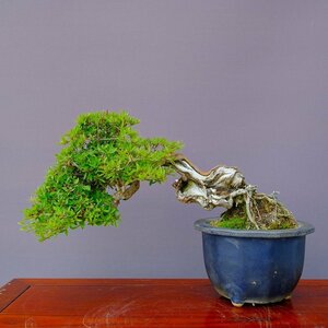 ( stock ) one .. mountain .. rice ... middle goods bonsai |..40 year stone table pot . flower celebration Japanese black pin . leaf pine genuine Kashiwa maple plum Rhododendron indicum zelkova plant orchid present birthday 