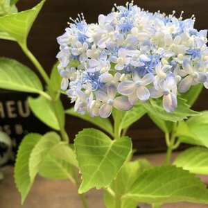 超希少ミカワチドリ山アジサイ三河千鳥紫陽花