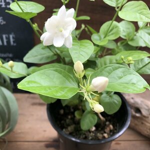 [ Arabia n jasmine ]* jasmine .. flower jasmine tea ... fragrance potted plant 