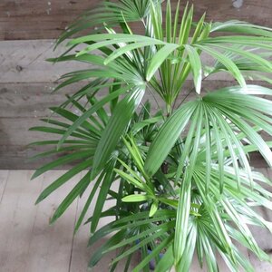 シュロチク 棕櫚竹 縁起物 風水 観葉植物 インテリア