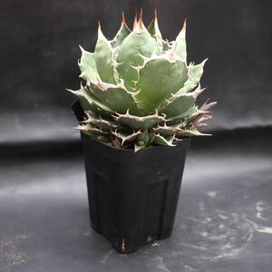  publication stock selling out!*agave titanota* agave chitanotao terrorism i. stock equipped 