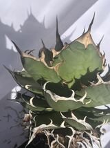 [IG:turnplant_]台湾株 親株 稀少 極上 特大株 子株付 恐龍牙歯 黒帝斯 agave titanota アガベ チタノタ 特選 強棘 Hades 強棘 皇冠_画像6