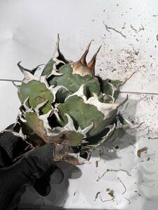 [@turnplant_] 台湾株 親株 白鯨 極上 陽炎狂刺 agave titanota アガベ チタノタ オテロイ 大株 ボール ドワーフ c4