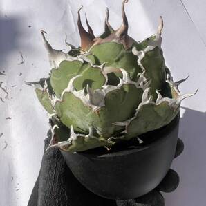 [@turnplant_] 台湾株 親株 白鯨 極上 陽炎狂刺 agave titanota アガベ チタノタ オテロイ 大株 ボール ドワーフ 20の画像6