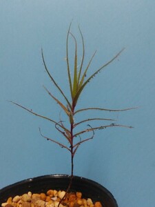 食虫植物：Roridula gorgonias.（ロリデュラ ゴルゴニアス）１株、