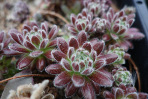 【ひとつ】センペルビウム　不明種13　　多肉植物　　センペル　センペルビブム