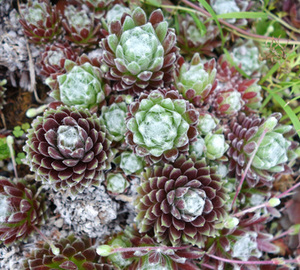 【ひとつ】センペルビウム　不明種　多肉植物　　センペル　センペルビブム