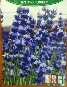  wing lishu lavender herb 10 bead kind seeds vegetable kitchen garden 