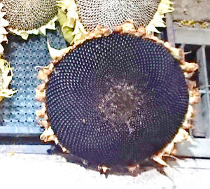  чёрный вид большой колесо подсолнух 30 шарик вид семена [. длина 1.5-2M ранг ] овощи огород 