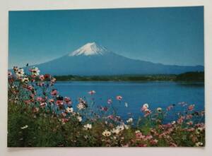 絵葉書　富士山　コスモス咲く湖畔の富士　　　　　　　　　　　　　　　　　　　　　　　　　　　　　