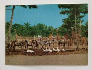 絵葉書　宮崎　フェニックス自然動物園　　　　　　　　　　　　　　　　　　　　　　　　　