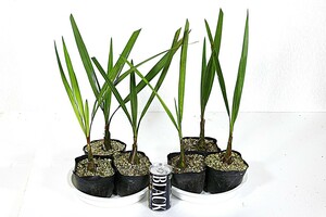 # enduring cold . eminent | here s cocos nucifera | seedling 6 stock |10.5cm poly- pot #