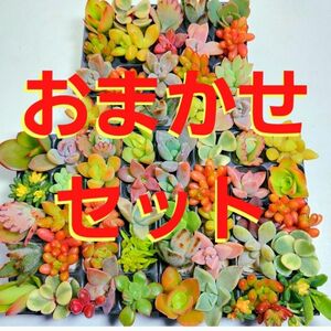 【ルビーネックレス】多肉植物ミニミニ60カット【育成】