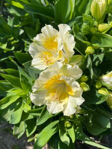 アルストロメリア 白色 花芽付き オマケ付き 苗