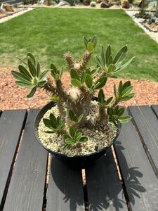 Pachypodium パキポディウム ホロンベンセ 多肉植物 塊根植物